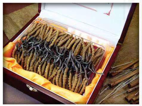 博爱冬虫夏草回收